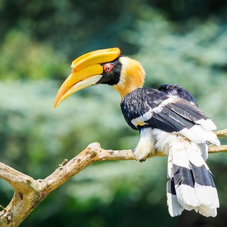 Horn Bill Cottage Thekkady Exterior photo