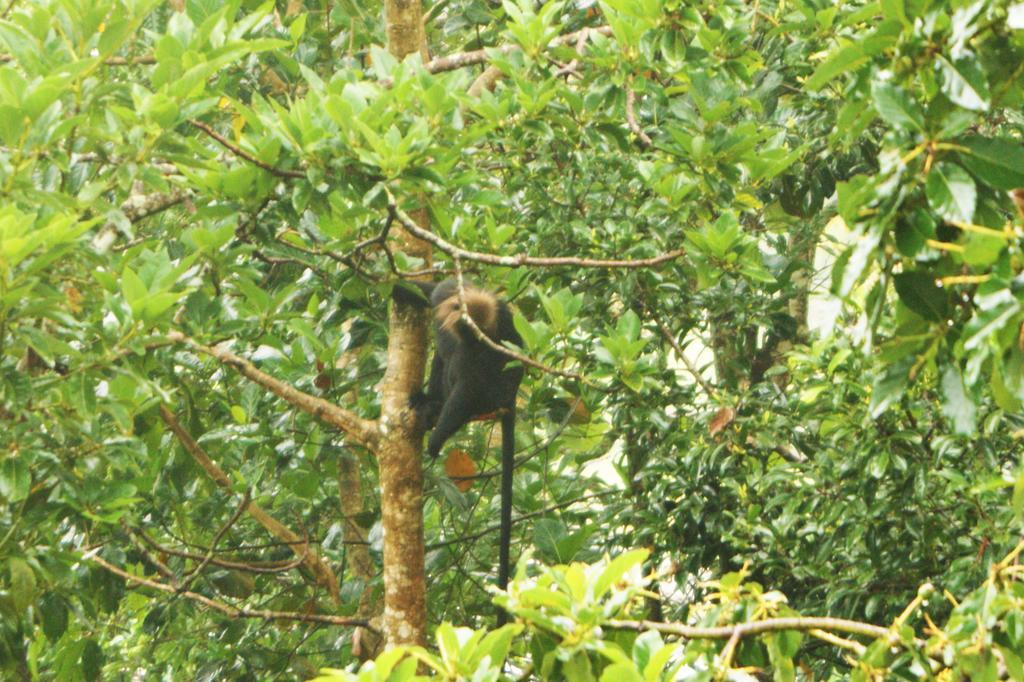 Horn Bill Cottage Thekkady Exterior photo