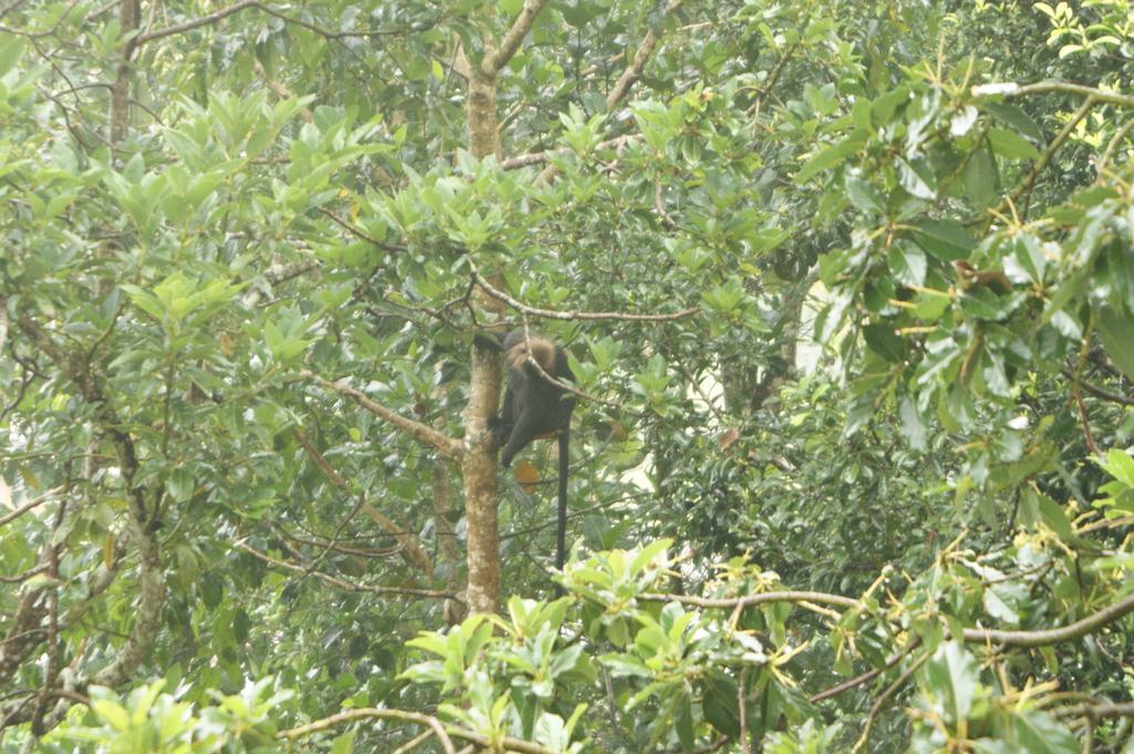 Horn Bill Cottage Thekkady Exterior photo